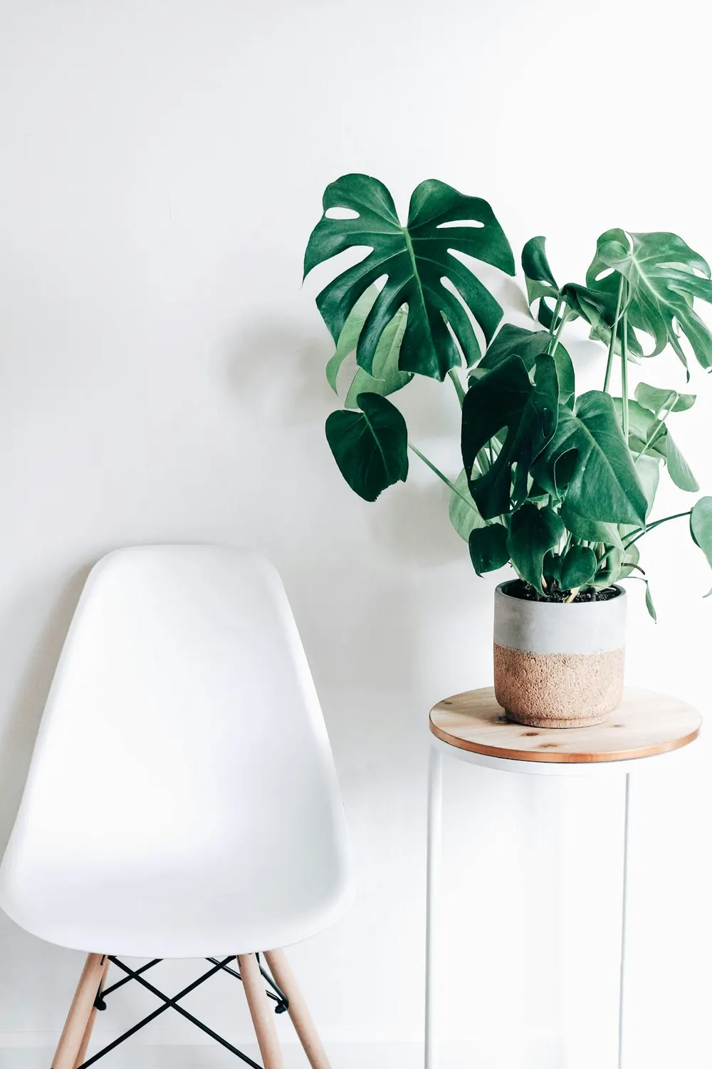 Soft plants in a warm domestic space